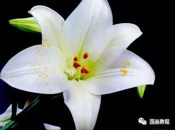 丝袜百合花视频,浪漫邂逅，情感交织的视觉盛宴