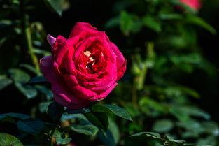 日本血黎,探寻其历史渊源与独特魅力